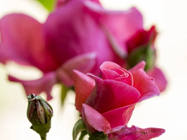 Kleurrijke, mooie, delicate rose met details — Stockfoto