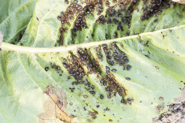 Aphids (piojos de la planta) en una hoja de cerezo — Foto de Stock