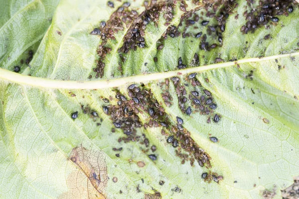 Aphids (piojos de la planta) en una hoja de cerezo —  Fotos de Stock