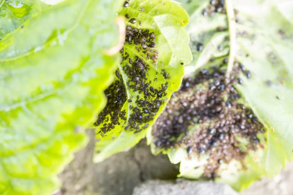 Aphids (piojos de la planta) en una hoja de cerezo — Foto de Stock