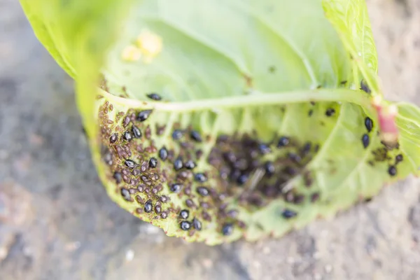 Aphids (piojos de la planta) en una hoja de cerezo — Foto de Stock