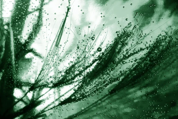 Coloridas semillas de diente de león bajo el agua con burbujas — Foto de Stock