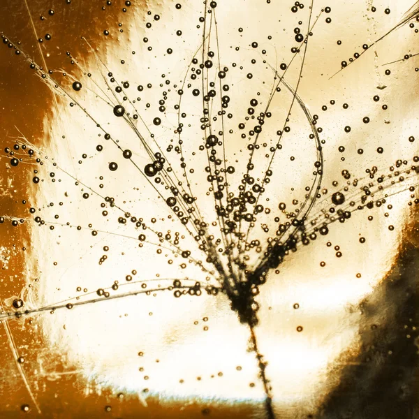 Kabarcıklar ile renkli sualtı karahindiba tohum — Stok fotoğraf