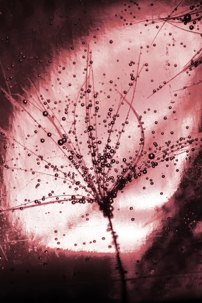 Colorful underwater dandelion seeds with bubbles