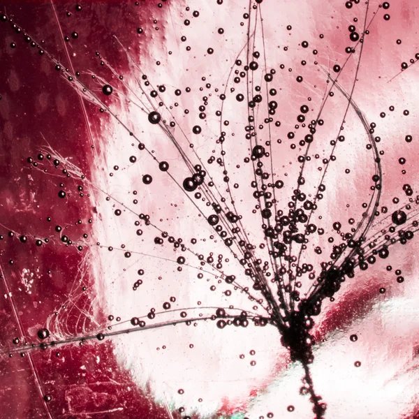 Colorful underwater dandelion seeds with bubbles — Stock Photo, Image