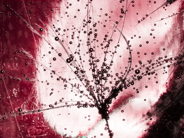 Colorful underwater dandelion seeds with bubbles