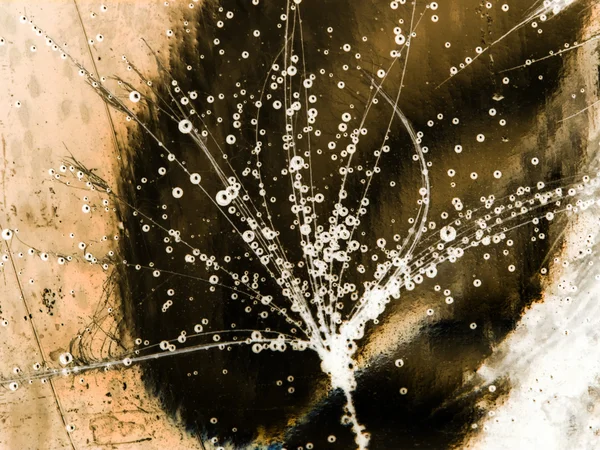 Colorful underwater dandelion seeds with bubbles — Stock Photo, Image