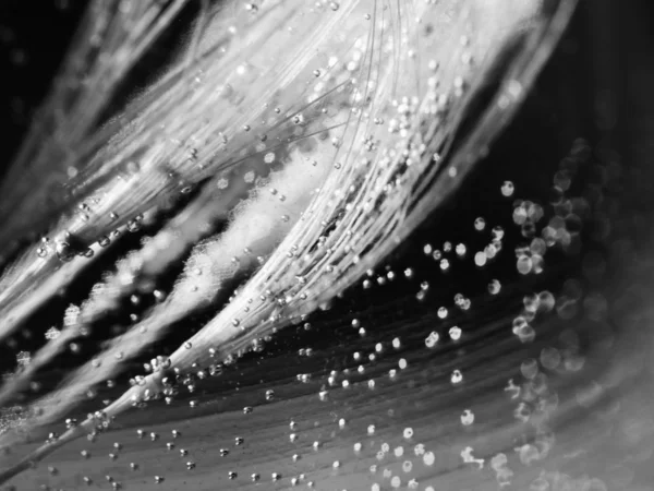 Barevné podvodní Pampeliška semena s bublinami — Stock fotografie