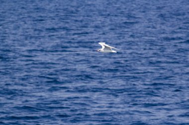 mavi deniz üzerine uçan beyaz martı