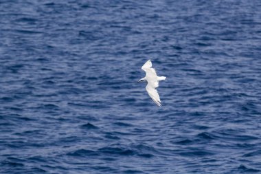 mavi deniz üzerine uçan beyaz martı