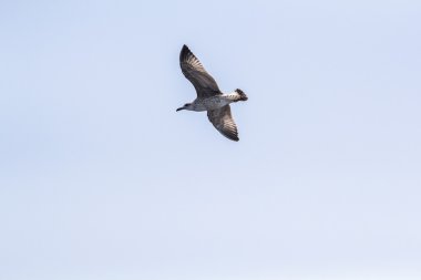 Güzel martı mavi gökyüzünde süzülüyor.