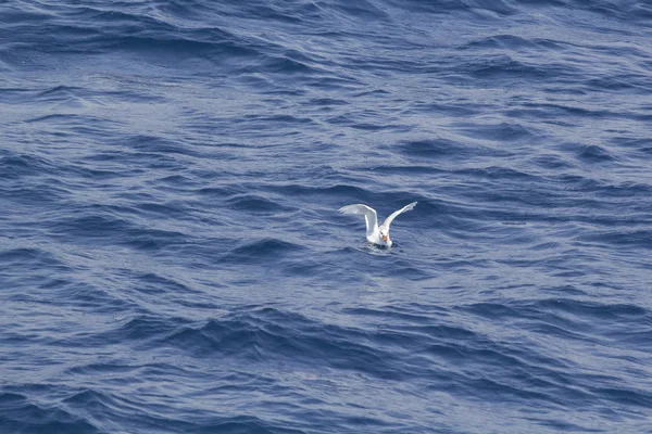 Gabbiano bianco che sorvola il mare blu — Foto Stock