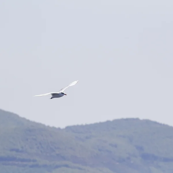 Belle mouette s'envole dans le ciel bleu — Photo