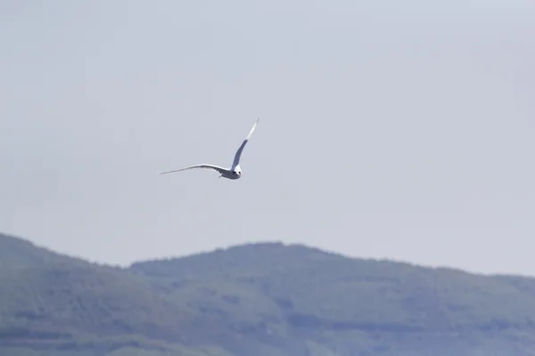 Прекрасная чайка парит в голубом небе — стоковое фото