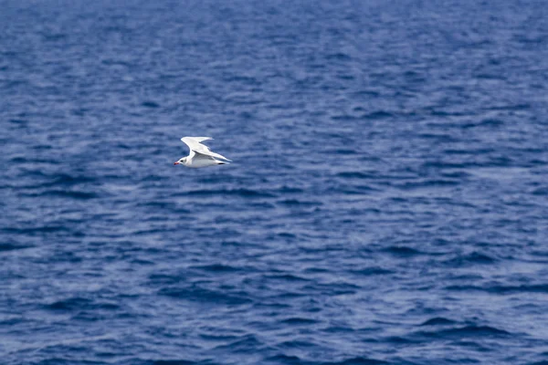 Gabbiano bianco sul mare blu — Foto Stock