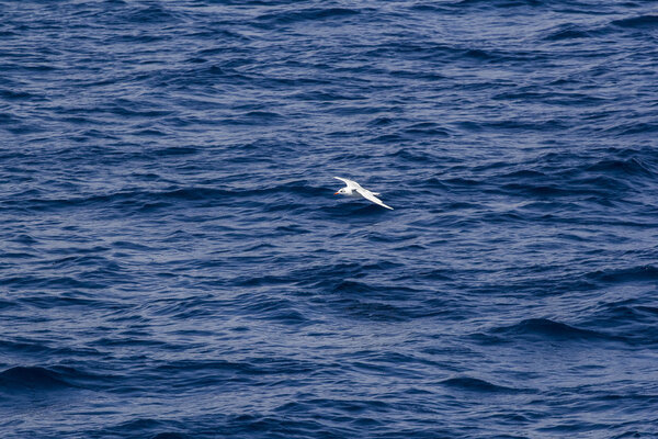 White seagull flying over the blue sea