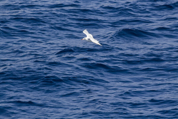 White seagull flying over the blue sea