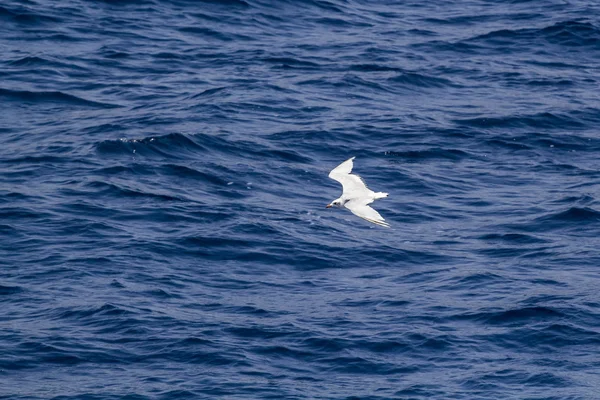 Mouette blanche survolant la mer bleue — Photo