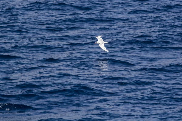 Witte meeuw vliegen over de blauwe zee — Stockfoto