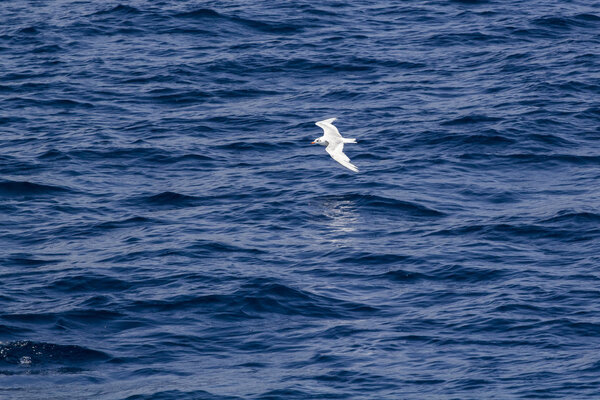 White seagull flying over the blue sea