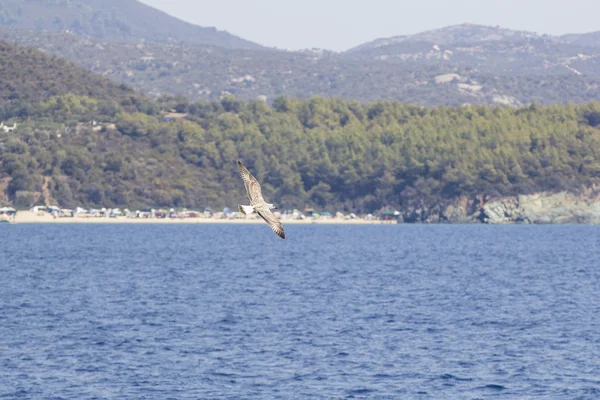 Bílý racek letící nad modré moře — Stock fotografie