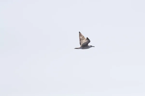 Bela gaivota voando no céu azul — Fotografia de Stock