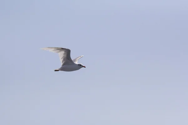 Hermosa gaviota volando en el cielo azul —  Fotos de Stock