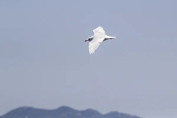 Bela gaivota voando no céu azul — Fotografia de Stock