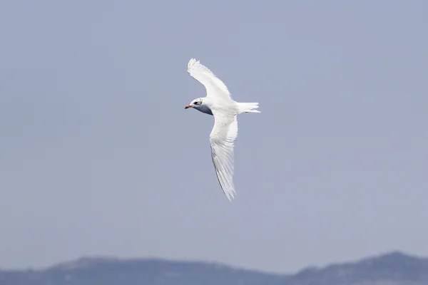 Hermosa gaviota volando en el cielo azul —  Fotos de Stock