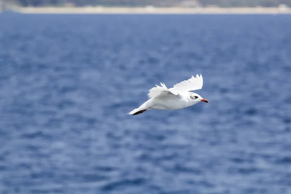 Mavi deniz üzerine uçan beyaz martı — Stok fotoğraf