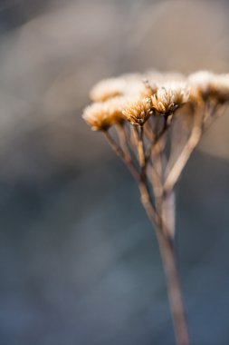 Kuru çiçekler ve doğal arka plan ile yabani bitki