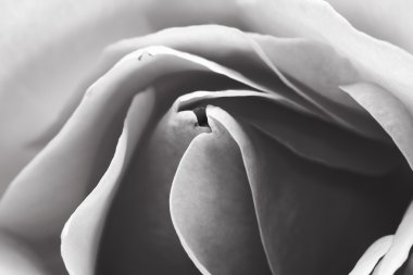 siyah ve beyaz, güzel, narin gül yaprakları