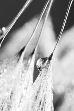 karahindiba tohumları ile doğal zemin üzerine su damlaları