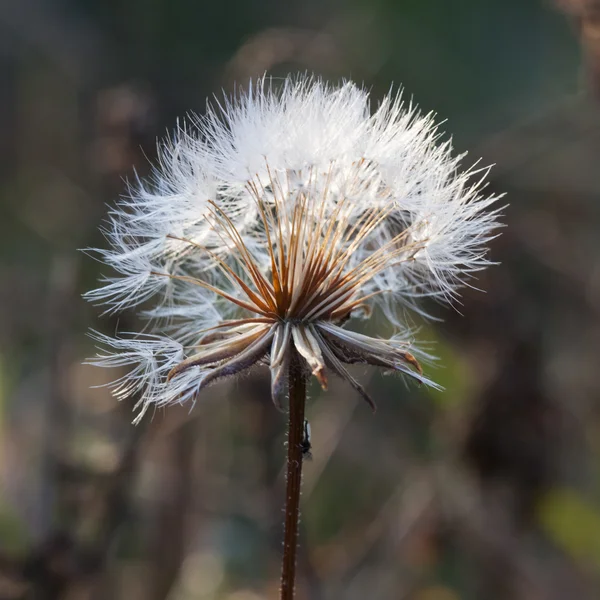 Semillas de diente de león con fondo natural —  Fotos de Stock