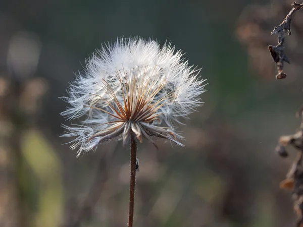 Löwenzahnsamen mit natürlichem Hintergrund — Stockfoto