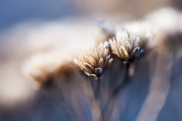 Wilde plant met gedroogde bloemen en natuurlijke achtergrond — Stockfoto