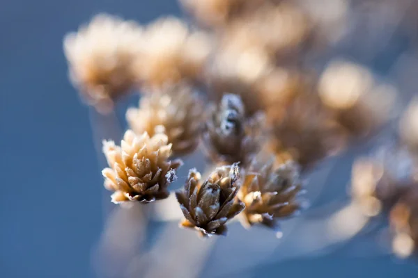 Plante sauvage avec fleurs séchées et fond naturel — Photo