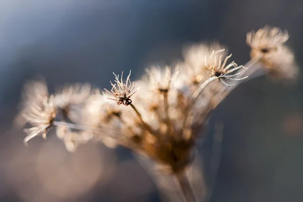 Dried herbs in the field against the light — Stock Photo, Image