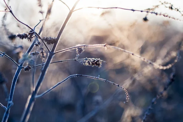 Hierbas secas en el campo contra la luz — Foto de Stock