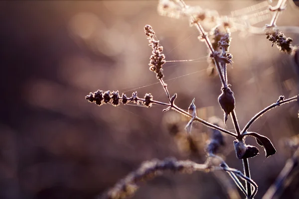 Dried herbs in the field against the light — Stock Photo, Image