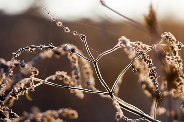 Ervas secas no campo contra a luz — Fotografia de Stock