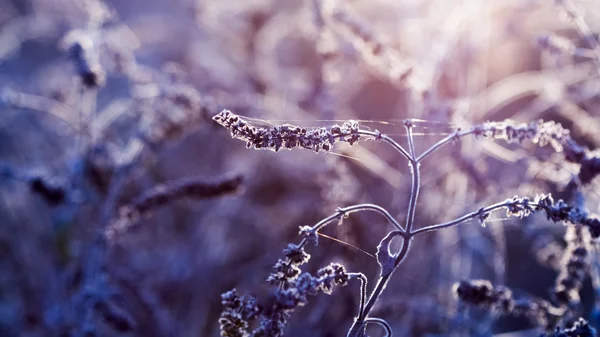 Dried herbs in the field against the light — Stock Photo, Image