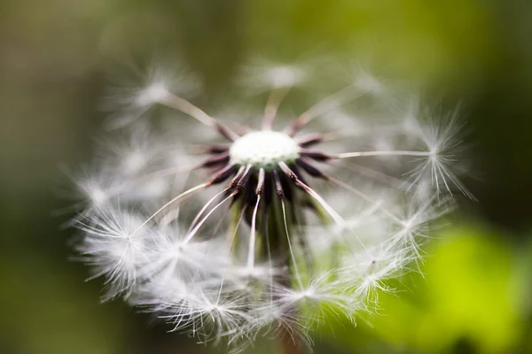 Dandelion seeds with natural background — Stock Photo, Image