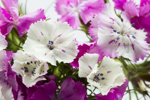 Prachtige chinese anjers (Dianthus chinensis) met details — Stockfoto