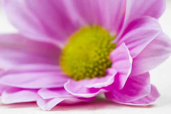 Pink and magenta chrysanthemum flower with details — Stock Photo, Image