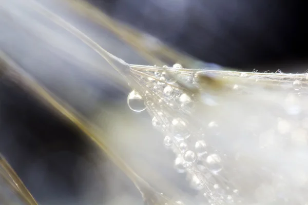 Semillas de diente de león con gotas de agua sobre fondo natural — Foto de Stock