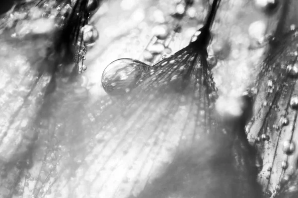 Karahindiba tohumları ile doğal zemin üzerine su damlaları — Stok fotoğraf