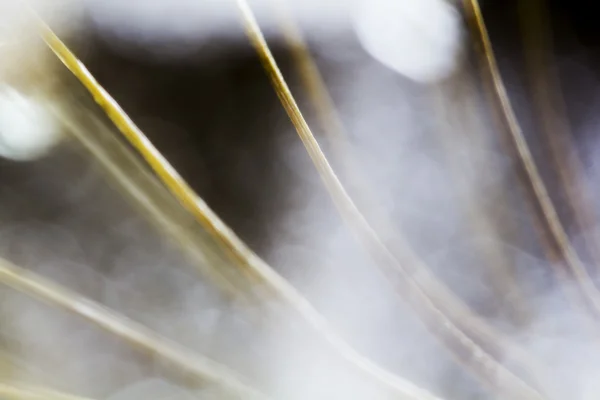 Semillas de diente de león con gotas de agua sobre fondo natural — Foto de Stock