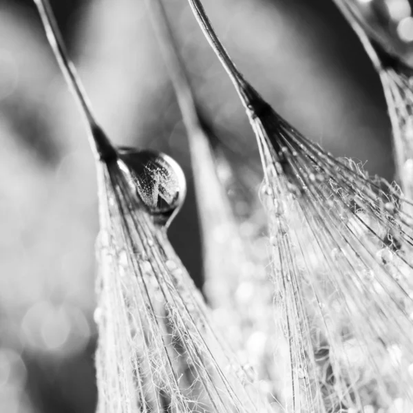 자연 배경 물 방울과 민들레 씨앗 — 스톡 사진