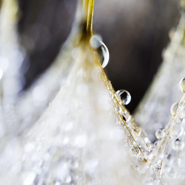 Paardebloem zaden met waterdruppels op natuurlijke achtergrond — Stockfoto